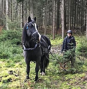 Häst och elev i skogen