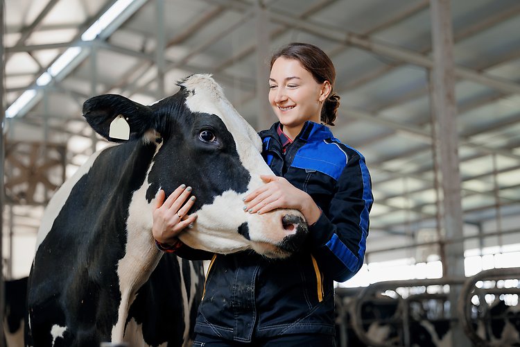 En kvinna som tar hand om en ko i en ladugård.