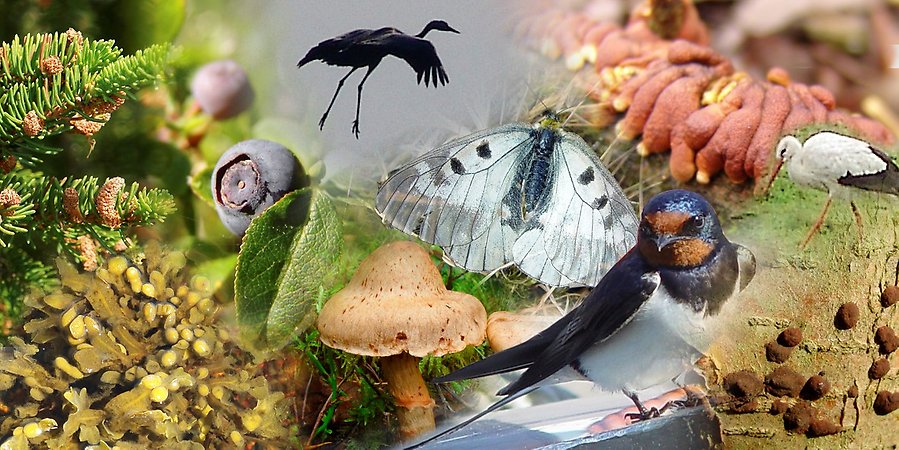 En mosaik med foton på trana, gran, ladusvala, svamp, stork och blåbär.